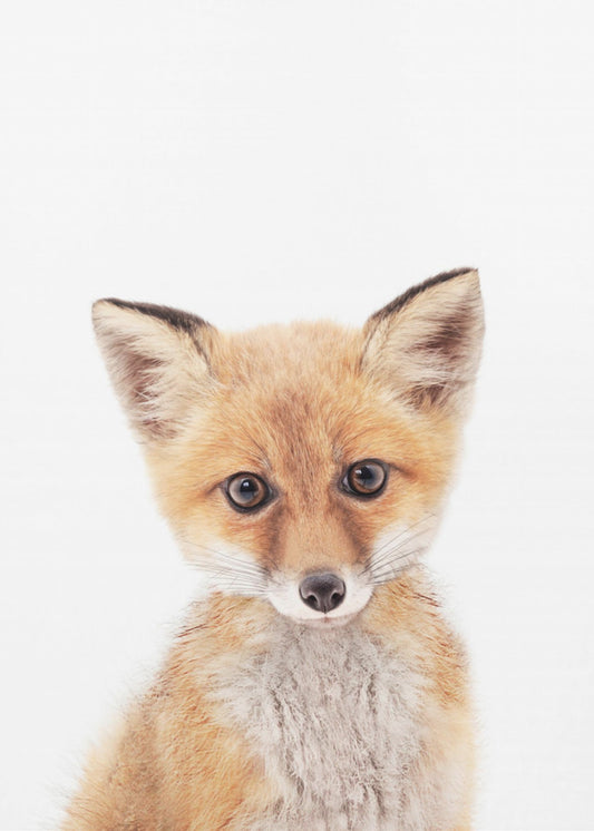 Baby Fox | Canvas