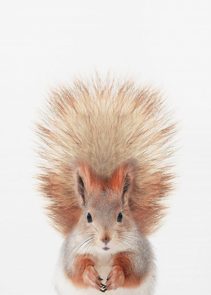 Baby Squirel | Poster