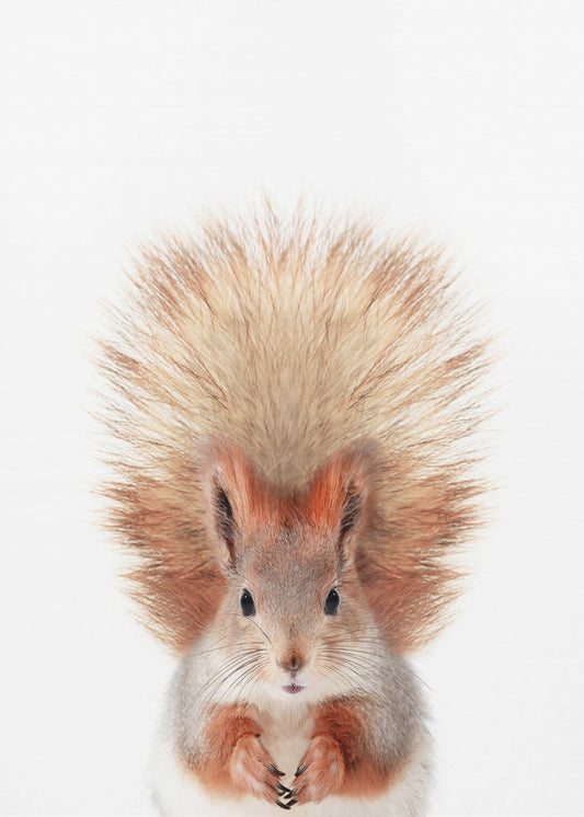 Baby Squirel | Poster