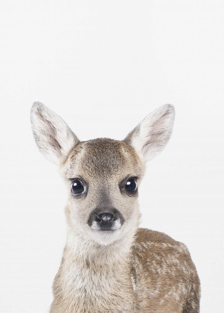 Baby Deer | Canvas