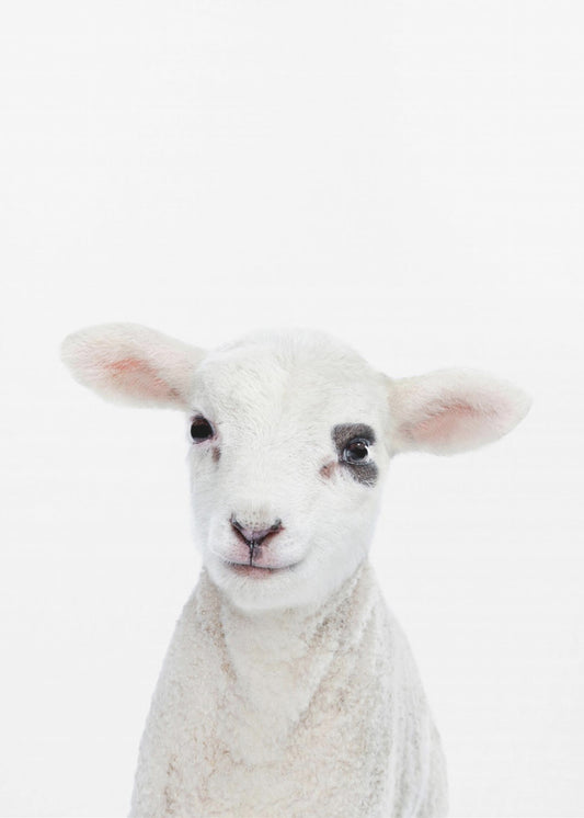 Baby Lamb | Poster