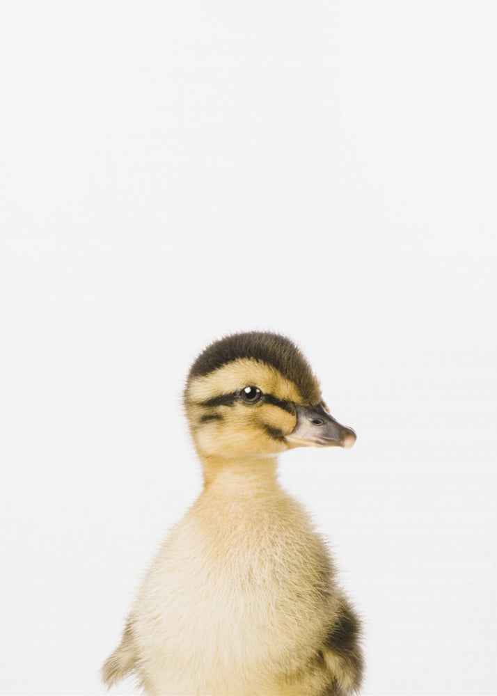Baby Duck | Poster