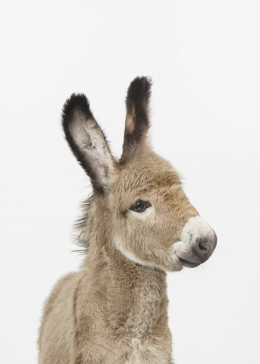Baby Donkey | Poster