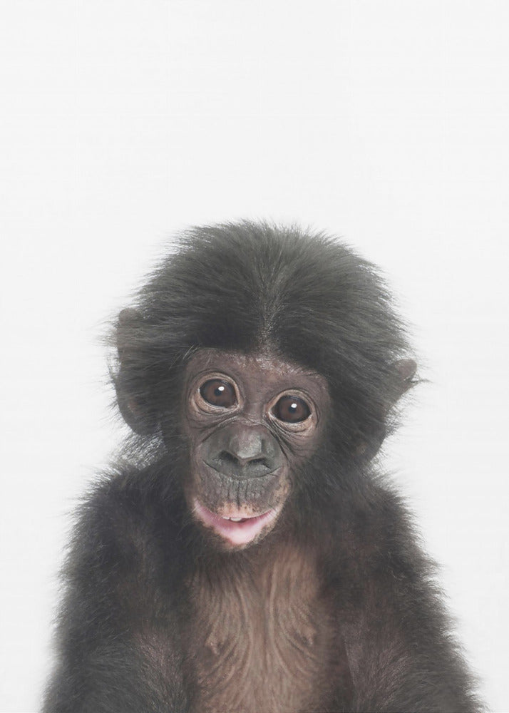 Baby Monkey | Canvas