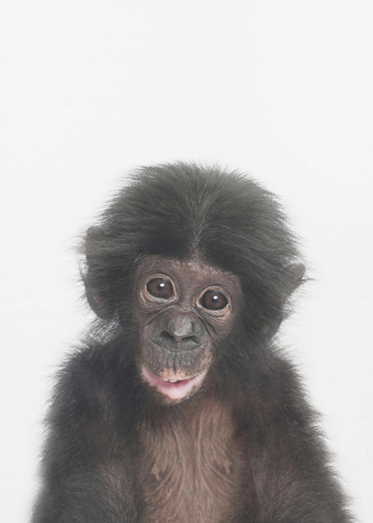 Baby Monkey | Canvas