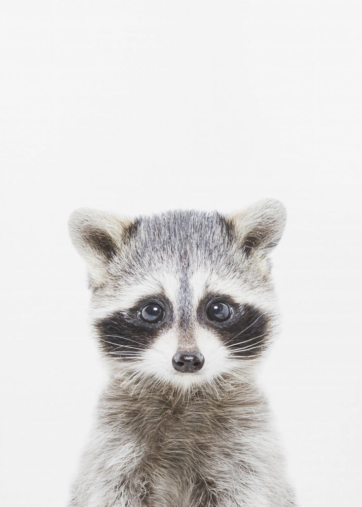 Baby Racoon | Canvas