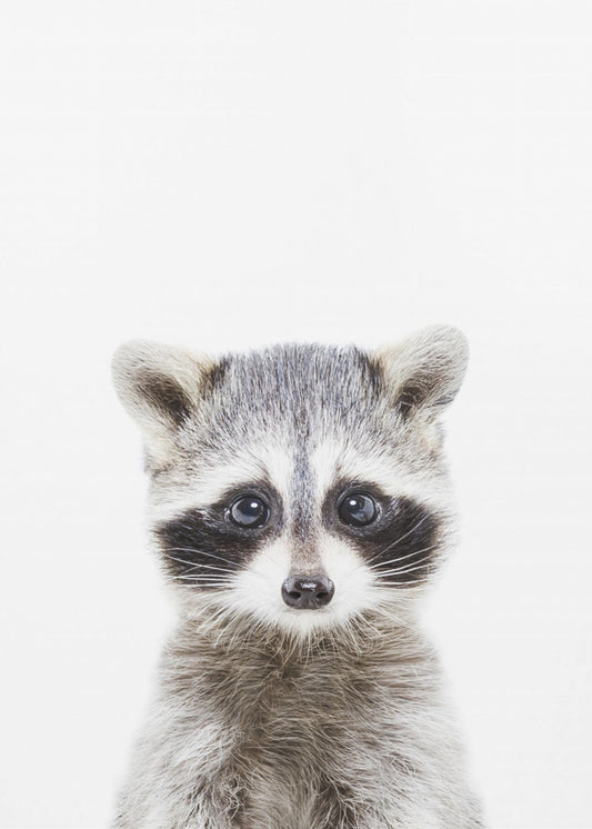 Baby Racoon | Canvas