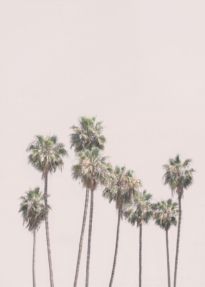Blush Palms | Canvas