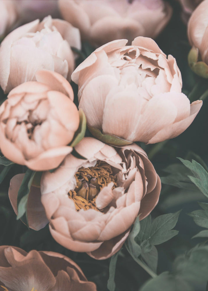 Coral Peonies | Poster