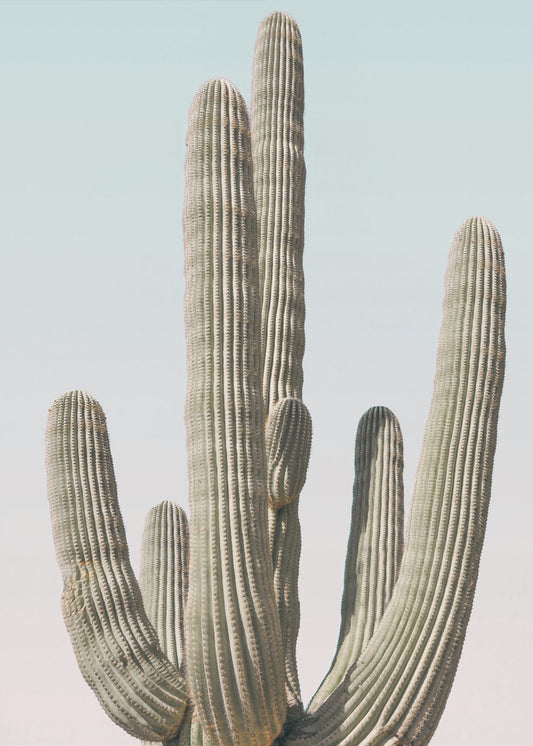 Saguaro | Poster