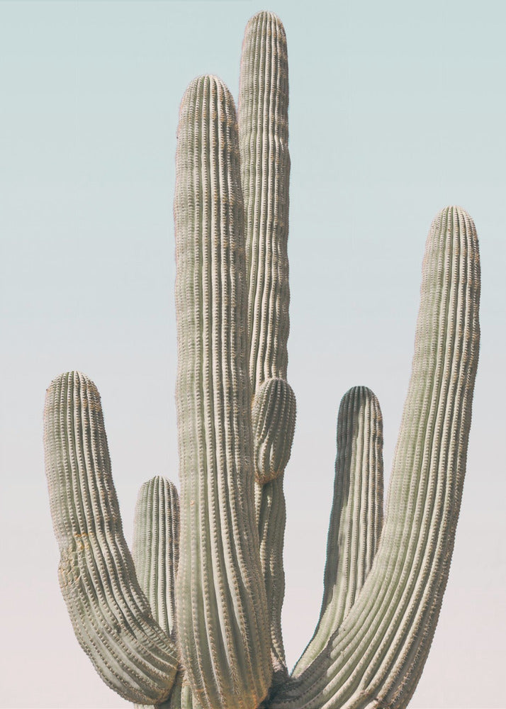 Saguaro | Canvas