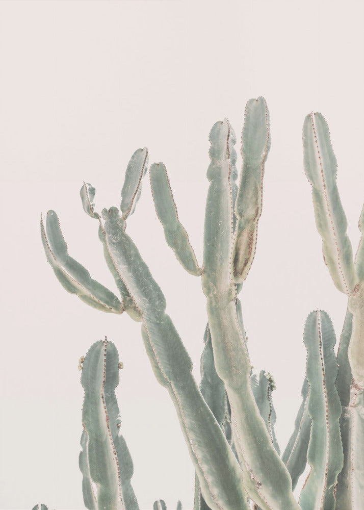 Sunrise Cactus | Canvas