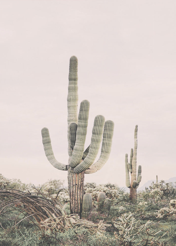 Pink Saguaro | Canvas