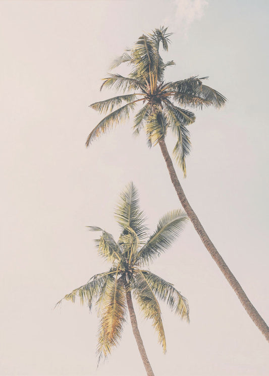 Tropical Palms | Canvas