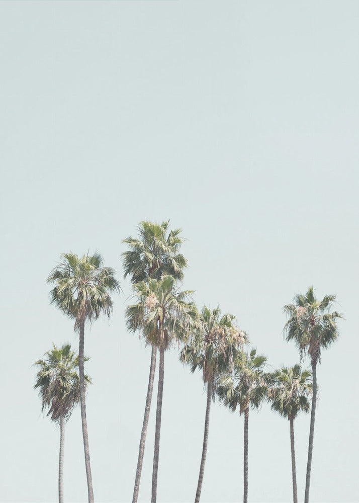 Blue Palm Trees | Poster
