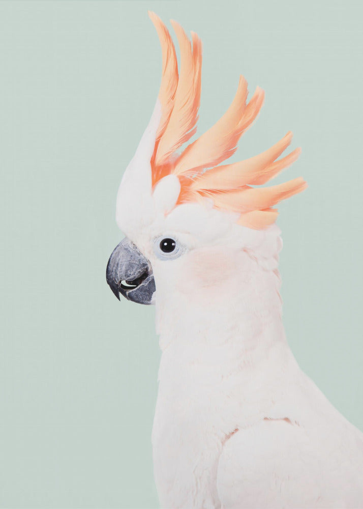 Cockatoo | Poster