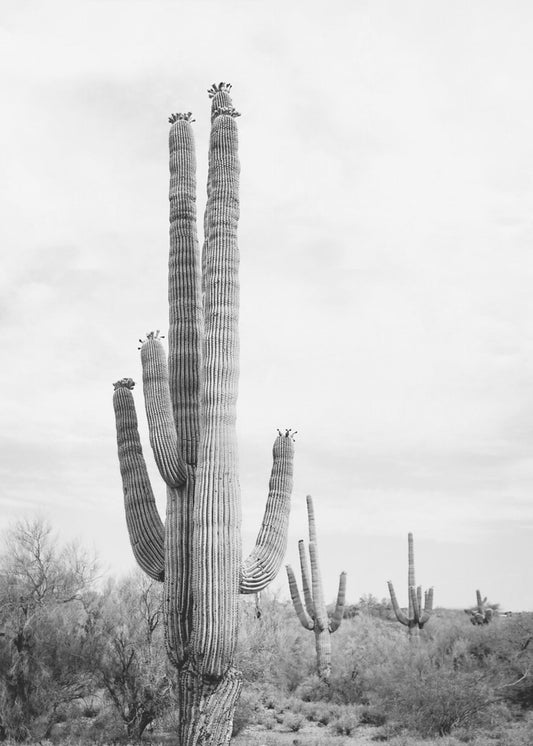 Saguaro B&amp;W | Poster