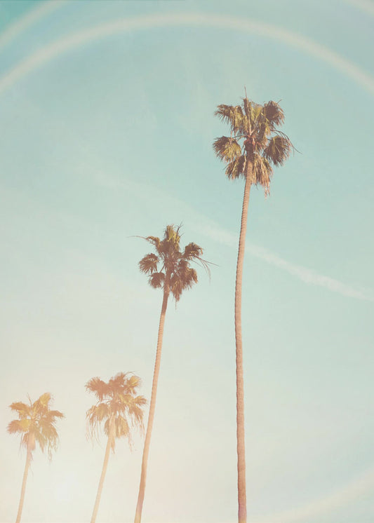 Sunny Cali Palm Tree | Canvas