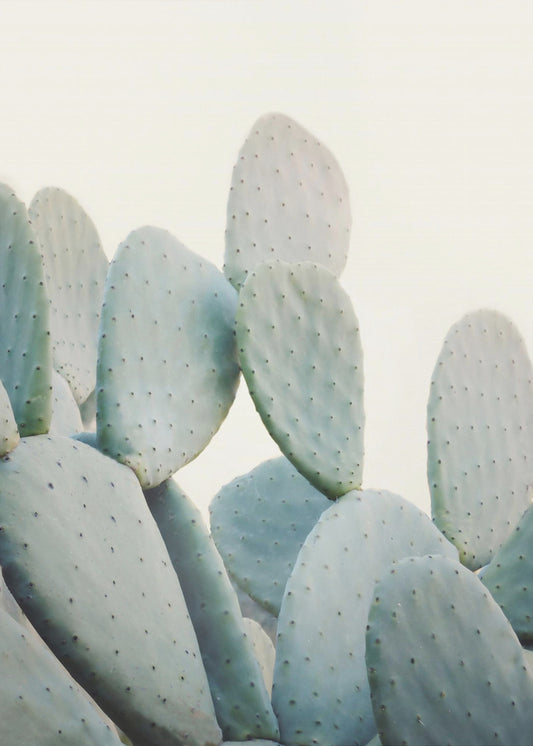 Pastel Cacti | Poster