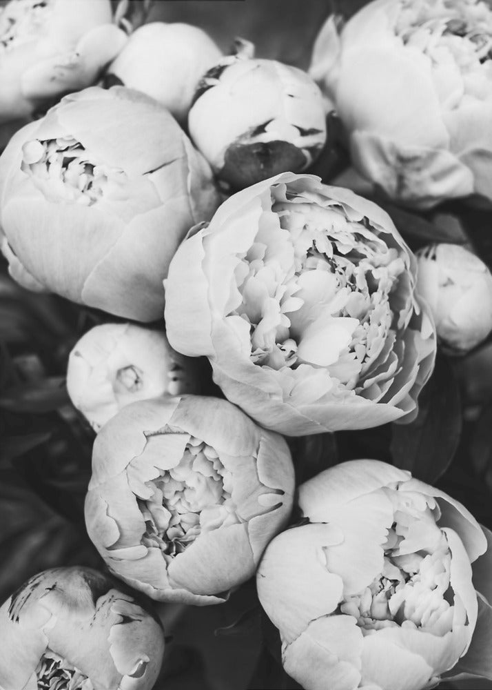 Peonies | Poster