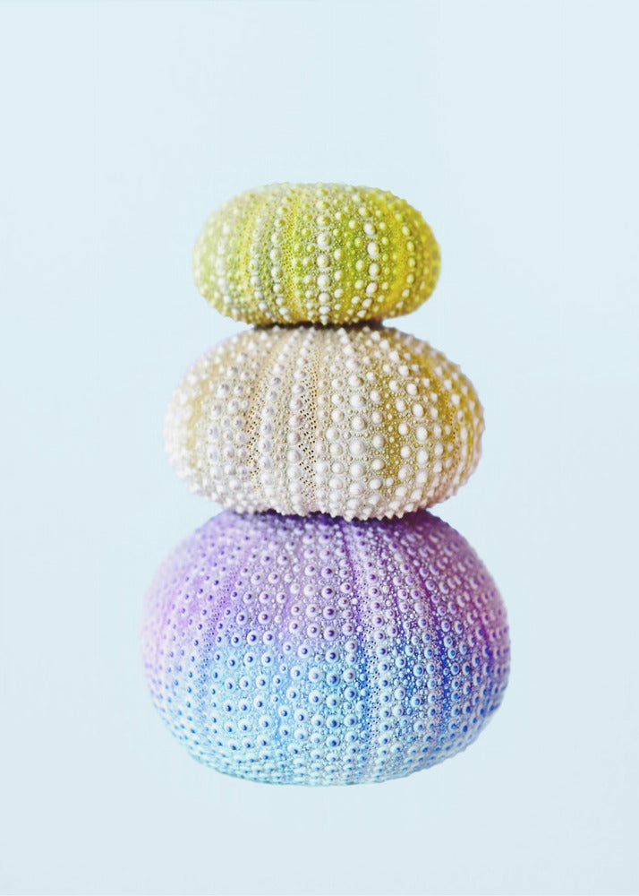Sea Urchins | Poster