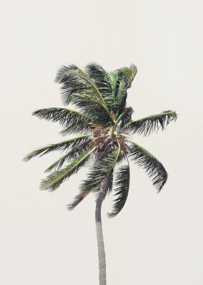 Windy Palm Tree | Poster