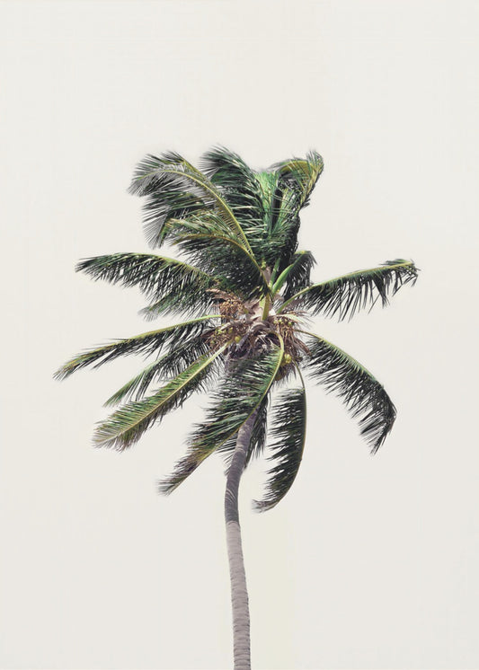 Windy Palm Tree | Poster