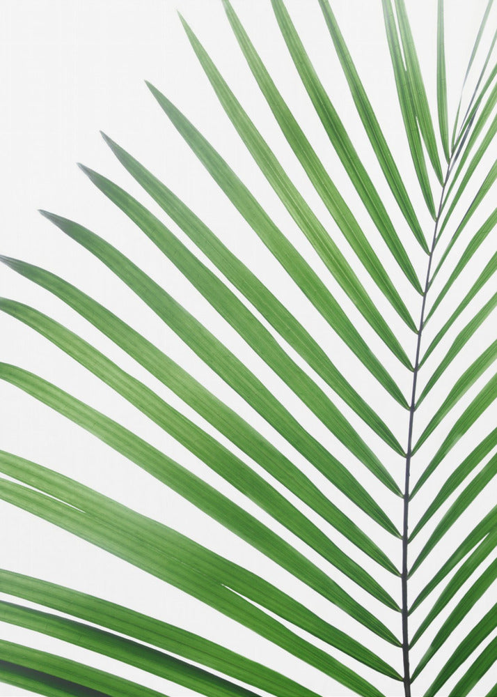 Green Palm Leaf | Poster