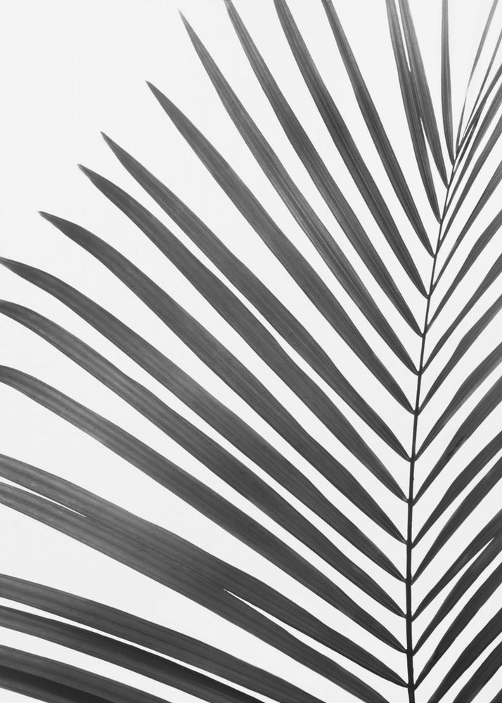 BW Palm Leaf | Poster