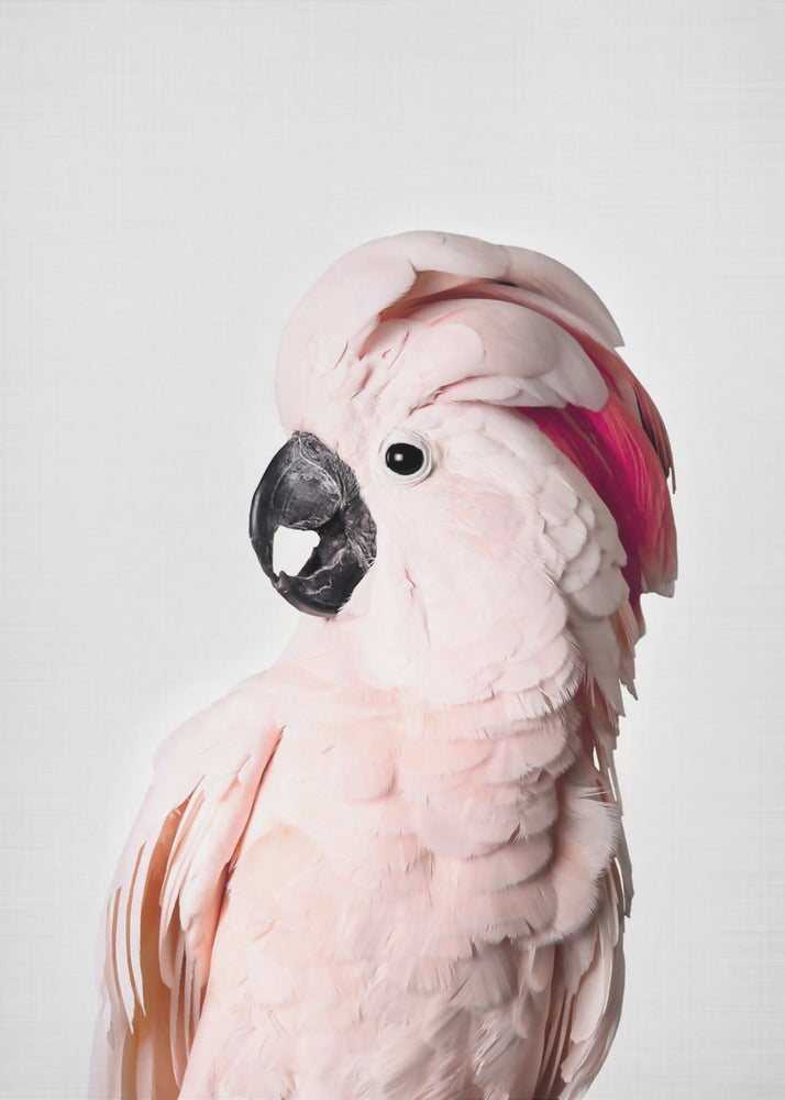 Pink Cockatoo | Canvas