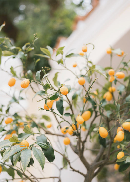 Orange Capri | Canvas