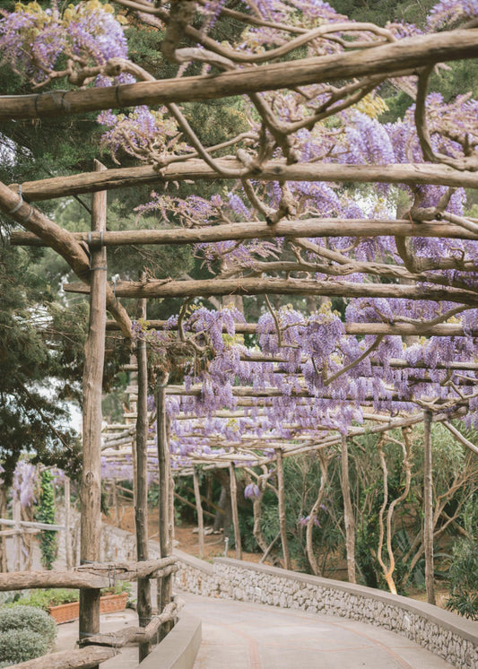 The Lavender Walkway | Poster