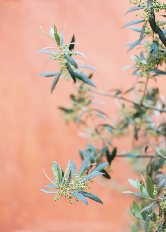 Green and coral | Poster