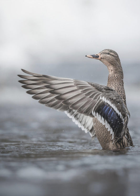 Female mallard with outstretched wings | Canvas