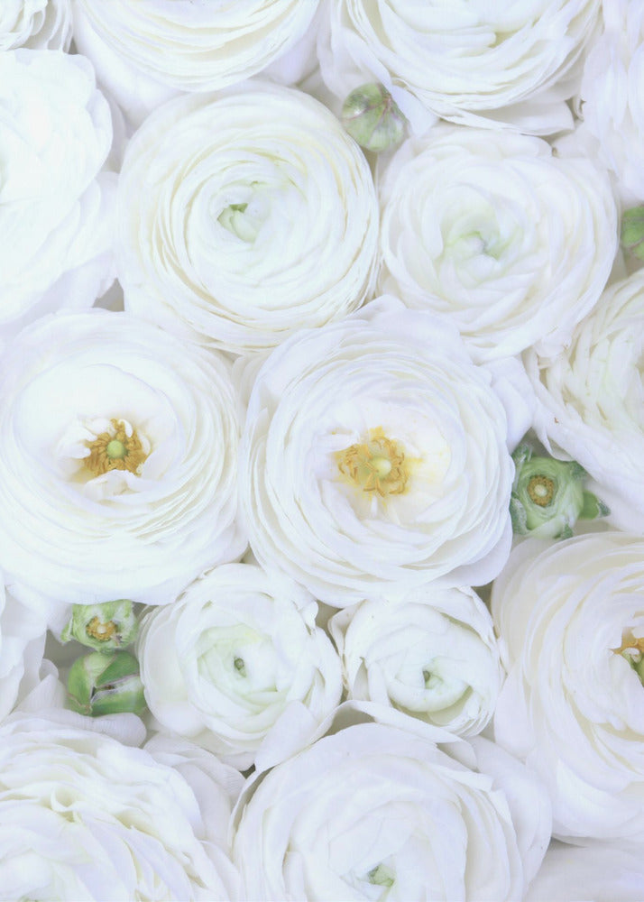 Pure white ranunculus | Canvas