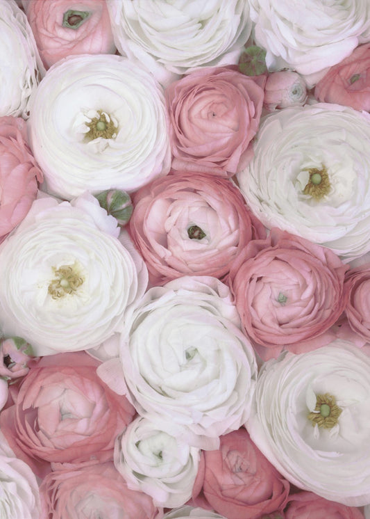Scattered ranunculus in muted pink I | Poster