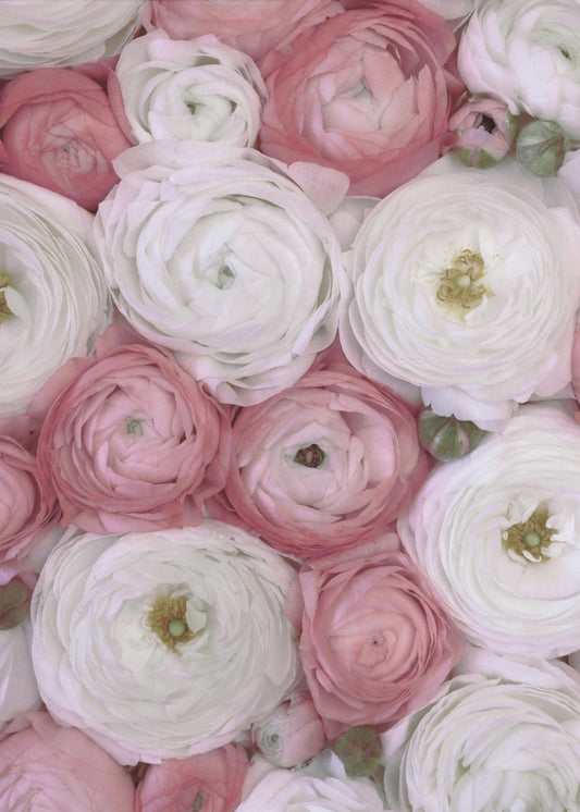 Scattered ranunculus in muted pink II | Poster
