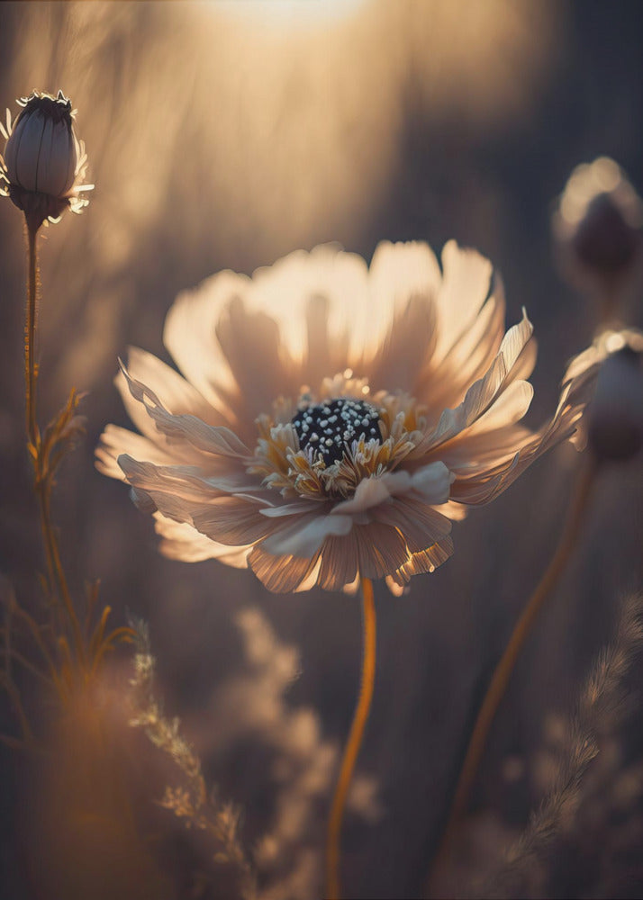 Sunlit Blossom | Poster