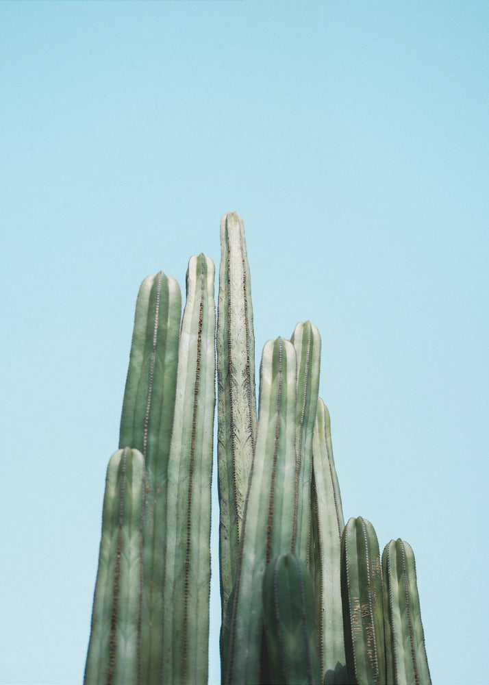 Cacti | Poster