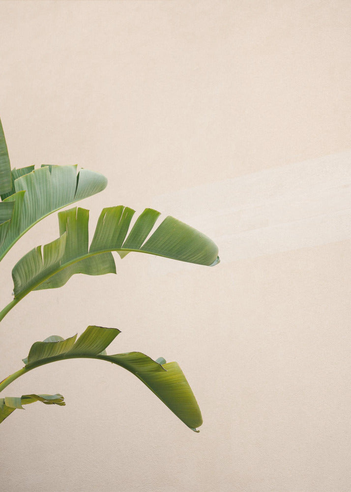 Cannes Banana Plant | Canvas