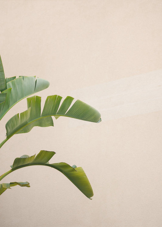 Cannes Banana Plant | Canvas