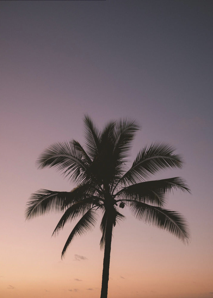 Costa Rica Palm Tree | Poster