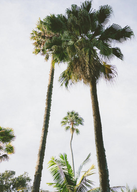 Find me under the Palm Tree | Poster