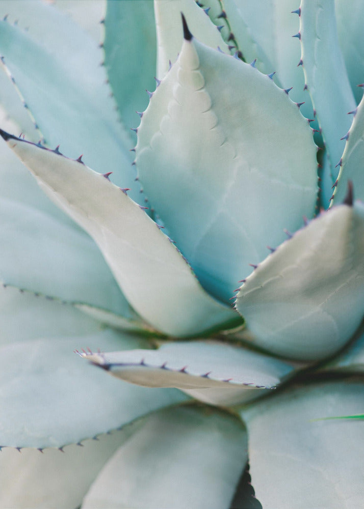 Succulent Green | Canvas