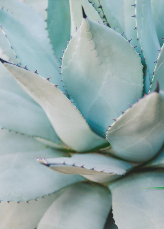 Succulent Green | Canvas