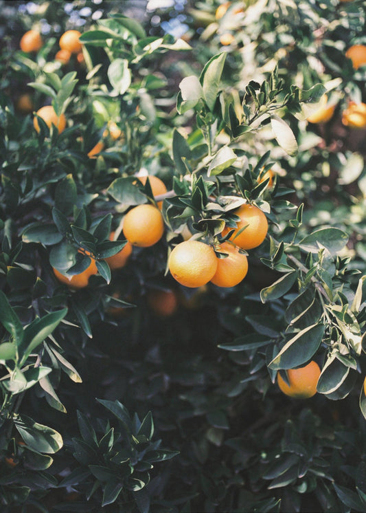 Marrakesh Oranges | Canvas
