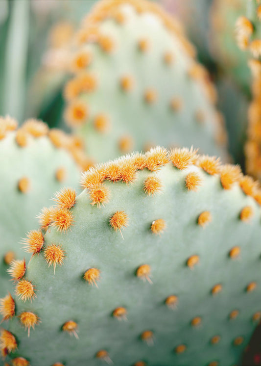Orange and Green II - Marrakech botanical photography | Poster