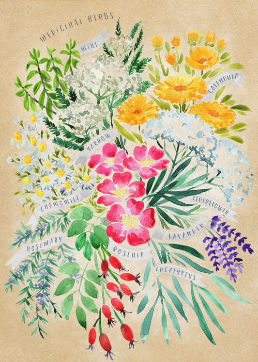 Medicinal herbs in vintage sepia | Poster