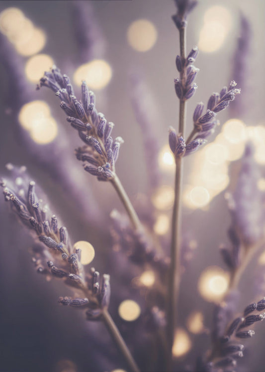 Lavender Dreams | Canvas