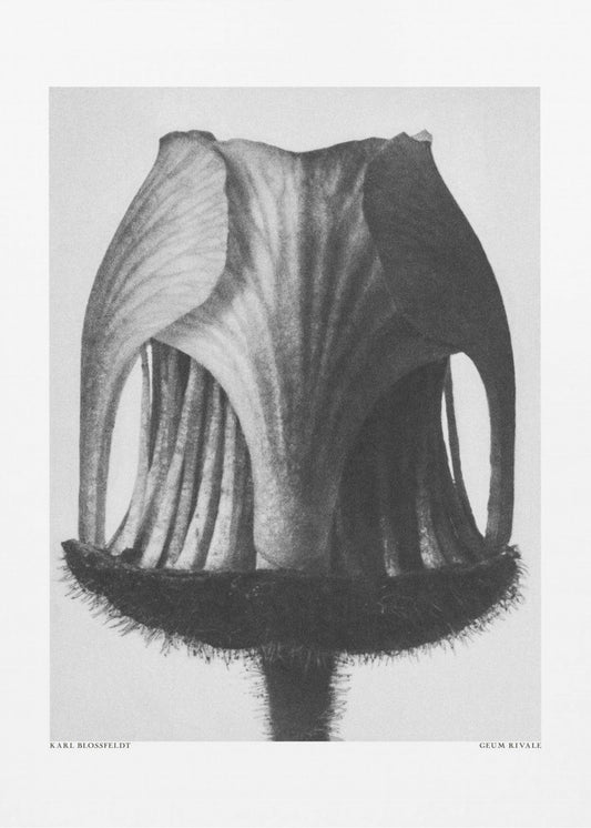 Geum Rivale | Canvas